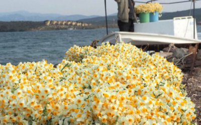 Doğanın Renk Şöleni Nergis Zamanı Karaburun Turu