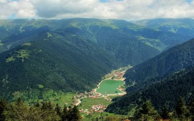 Tulip Harvest in Çatalhöyük