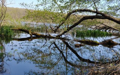 İğneada Longoz Ormanları Turu