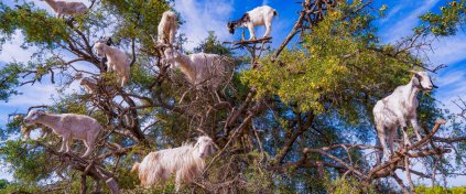 Çoruh Outdoor Travel & Tour  22.Yıllık Deneyim - | Gürcistan, Azerbaycan ve İran Turlari konusunda uzmanlık ister.